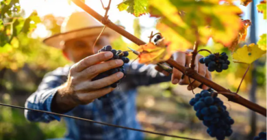Jésus nous confie la gérance de sa vigne